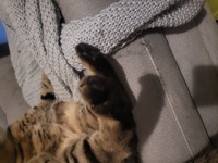 Pfostenbild
